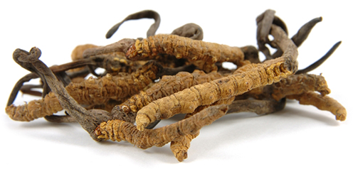 Cordyceps sinensis - húsenica čínska