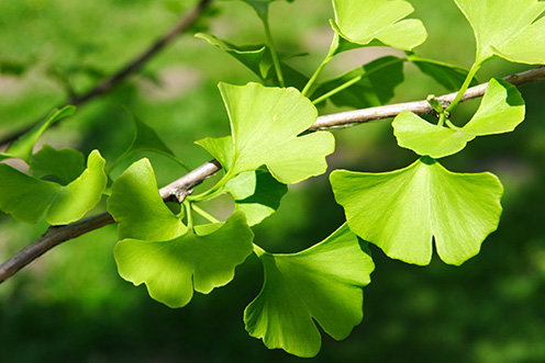 Zelené listy Ginkgo biloba