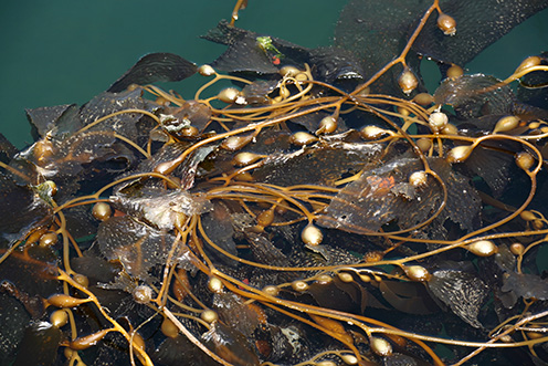 Kelp plávajúci v morskej vode