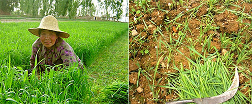 Zber mladej jačmenej trávy v Číne
